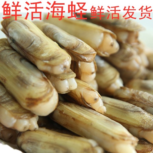 连云港 海鲜，蛏子，双头蛏子