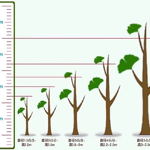 临澧县 银杏树苗，可视频看树