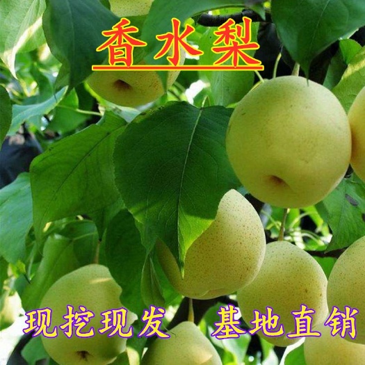  香水梨苗现挖现发基地直销可签合同