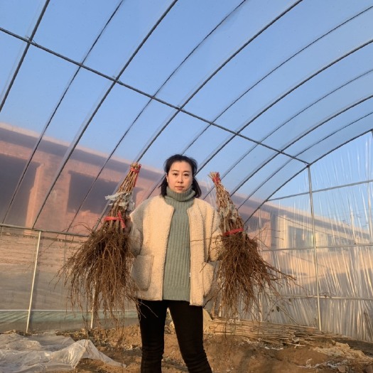 昌黎县蓝宝石葡萄苗 基地直供 甜蜜 自繁自育 保证纯度质量 假一赔十