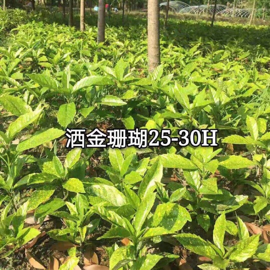 成都洒金珊瑚