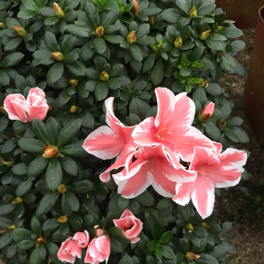 漳平市 百合杜鹃悬崖造型（一帆风顺）