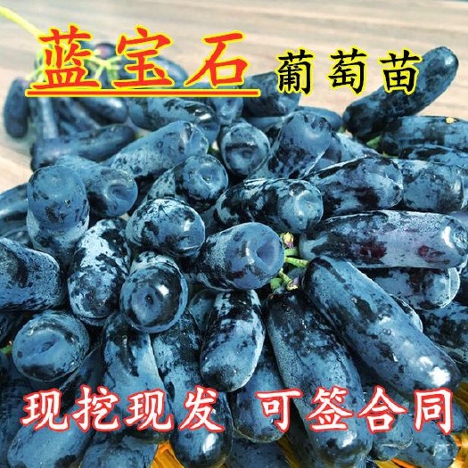 平邑县 蓝宝石葡萄苗现挖现发基地直销当年结果