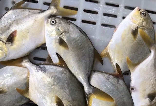 海上鱼箱养殖金鲳鱼