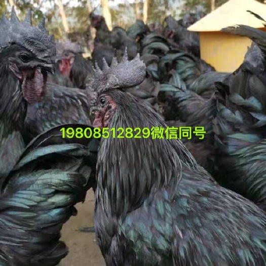 广州 五黑鸡苗