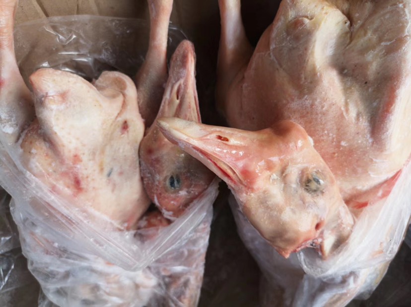 济南大鹅 白条鹅 140天中龄鹅 鹅肉铁锅炖