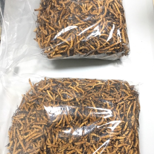 广州 优质虫草，供应充足稳定，价格美丽