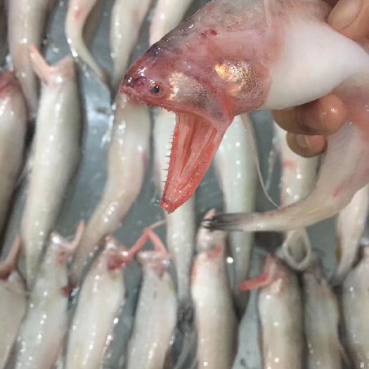 成都 龙头鱼豆腐鱼