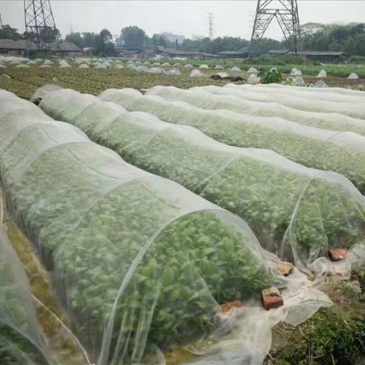 无棣县防虫网