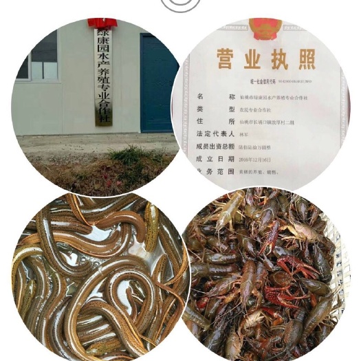 仙桃市 大型养殖基地黄鳝直供