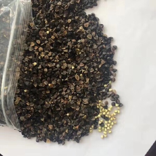 满洲里市普通荞麦  俄罗斯荞麦