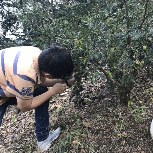 宁波 海拔600米高山上的香榧子，自家种植