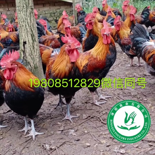 广州 黑瑶土鸡苗