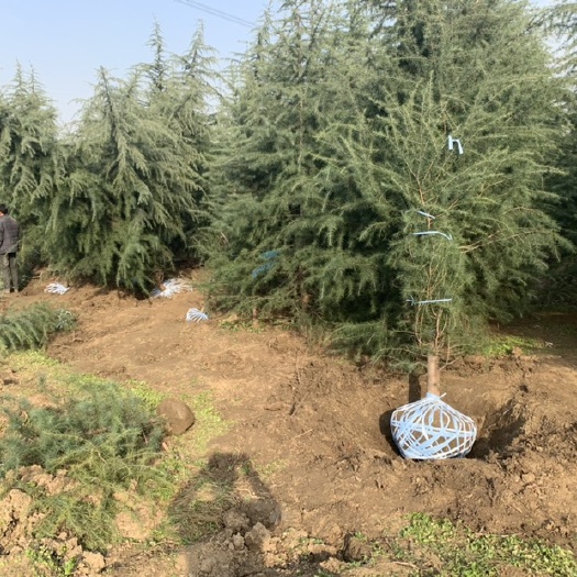 周至县普通雪松 大冠幅，一级树，量大从优，诚信为本