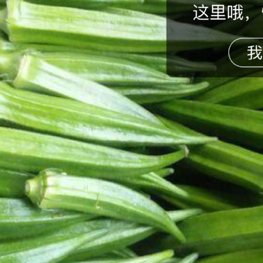 东方市黄秋葵