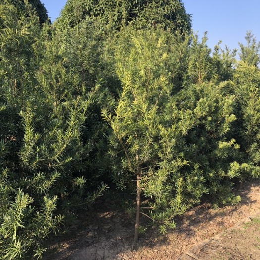 长沙县普通罗汉松