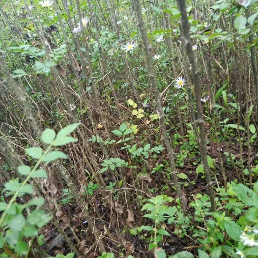简阳市大红袍花椒苗 自己种植苗