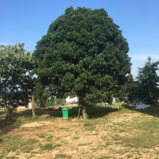 蕲春县黄金桂花树 30年 8月金桂 特卖