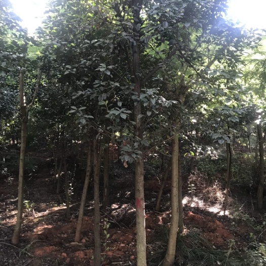 宜良县 米径8分以上球花石楠断根苗