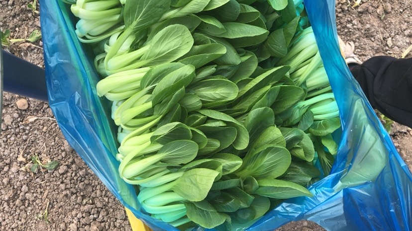 上海 小青菜  上海青  小白菜 常年供应 量大配送