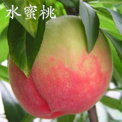 平邑县山毛桃树苗 假一赔十，质量保证，保证成活率，包结果