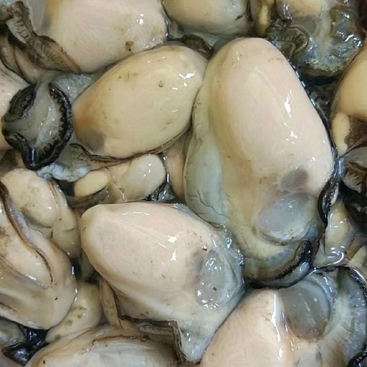 饶平县珍珠蚝 饶平鲜生蚝