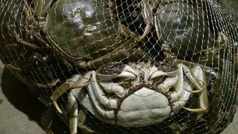 洪湖市 洪湖大闸蟹清水蟹