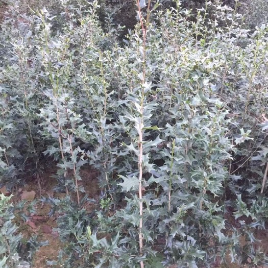 潢川县有刺构骨苗基地直销，壮苗，自己家种的量大、支持物流发货