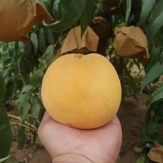 平邑县 黄金蜜桃 黄金蜜桃果树苗桃树苗嫁接果树苗黄金蜜树苗风味