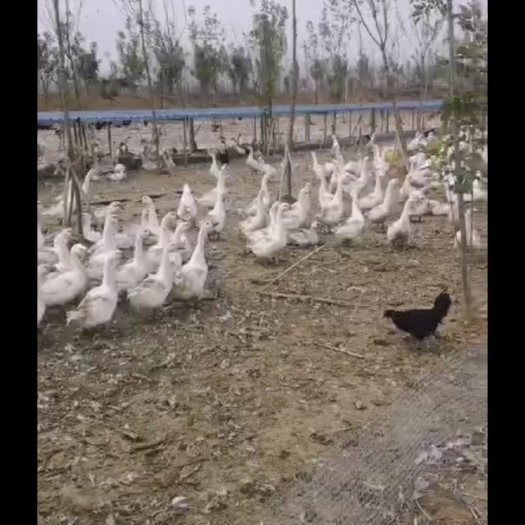 涡阳县 自家散养大白鹅