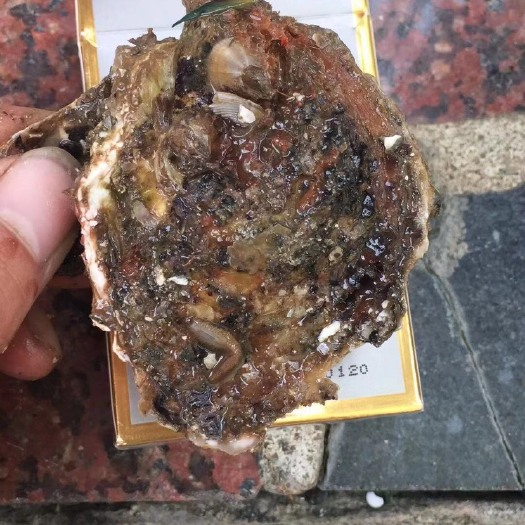 饶平县 牡蛎