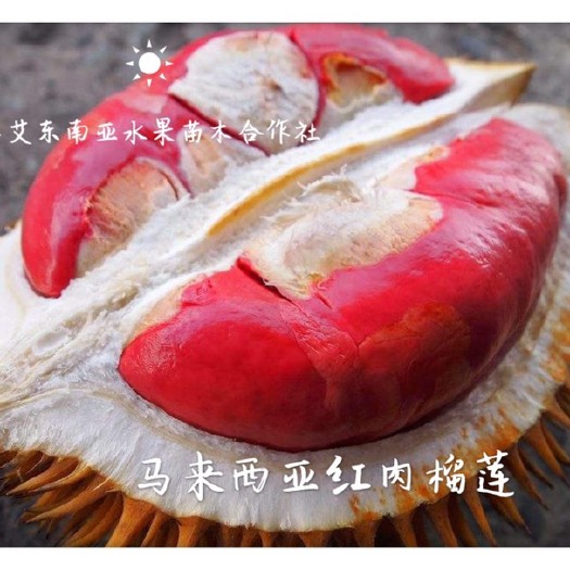 龙州县 马来西亚红肉榴莲苗 正品保证 苗好价优