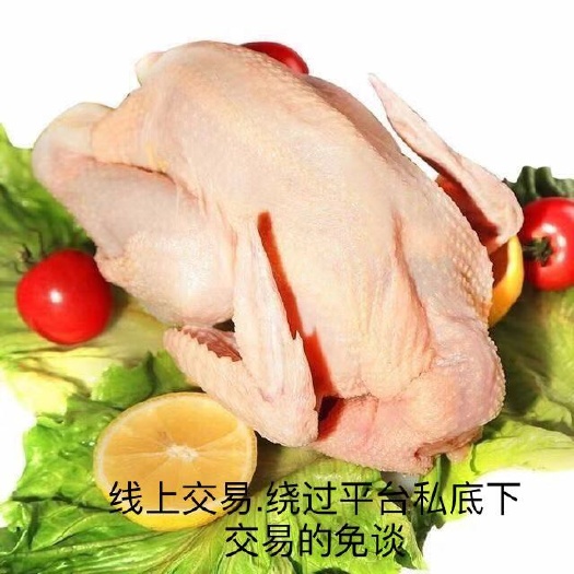 广州 三黄鸡.土鸡