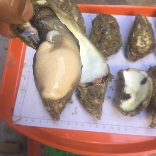 饶平县三倍体生蚝 饶平生蚝