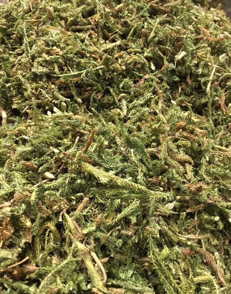 长期供应｛伸筋草｝可批量可零售量大从优【包邮】