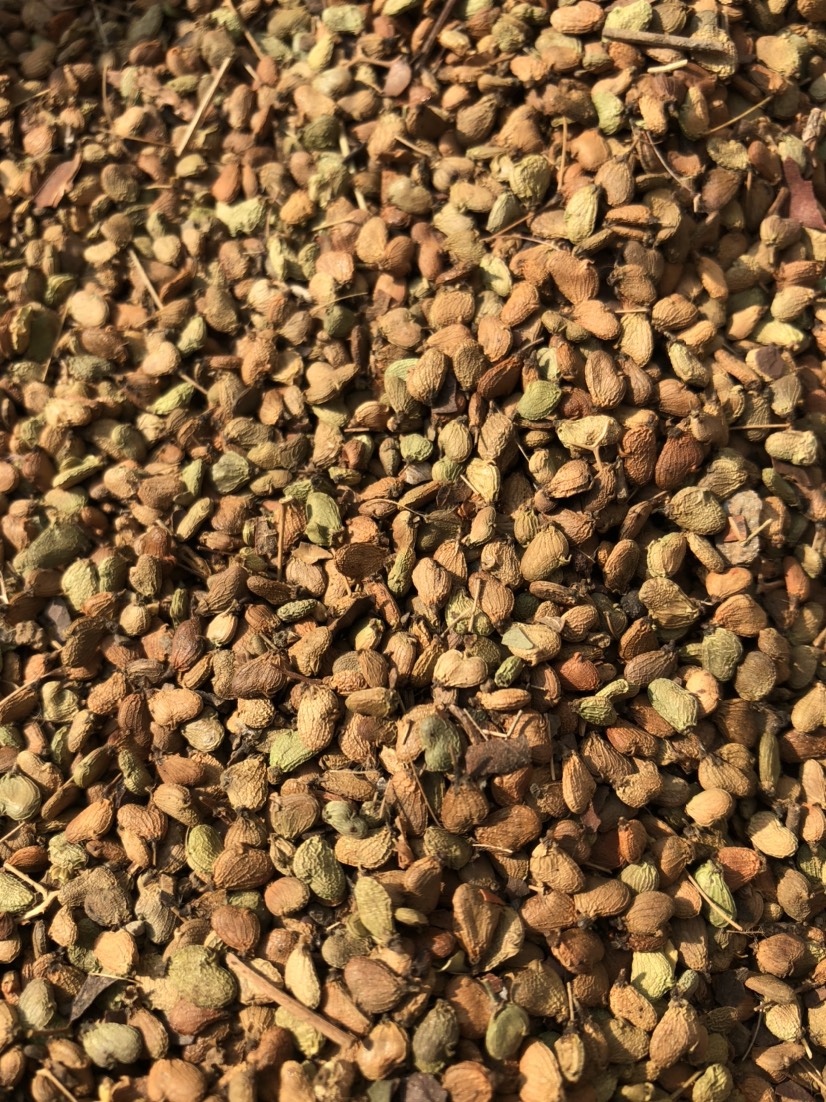 泰安黄栌种子，产地供应，保证质量，后期货种子饱满，提供催芽种植技