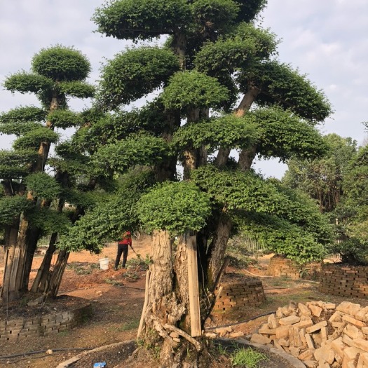 长沙造型女贞