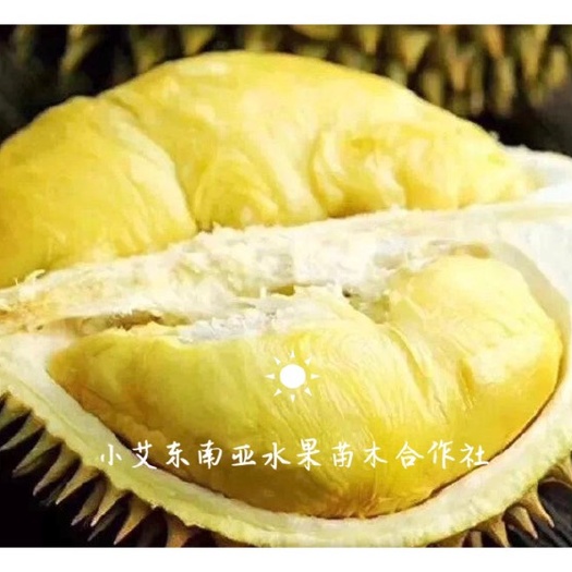 龙州县金枕榴莲苗  泰国金枕榴莲大苗 2-3公分 品质保证 苗好价优