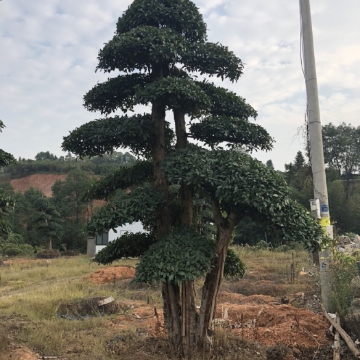 长沙椤木石楠