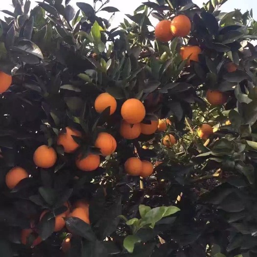 奉节奉节脐橙 橙心诚意