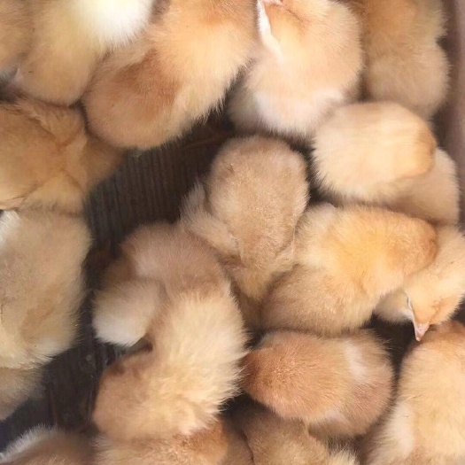 南宁三黄鸡苗 高品质，低价格，一手货源，货源充足。