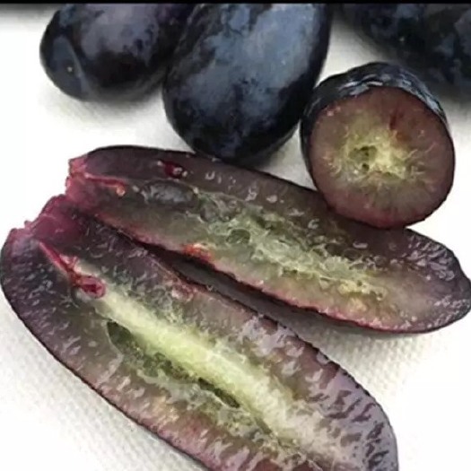 平邑县蓝宝石葡萄苗 新品种甜蜜蓝宝石树苗一年苗两年苗品种嫁接苗长期供应