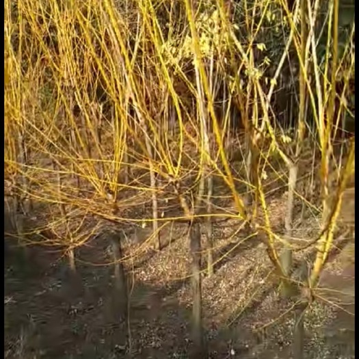 南召县造型金枝槐，树型好，造型优美，带土球发货，地径678公