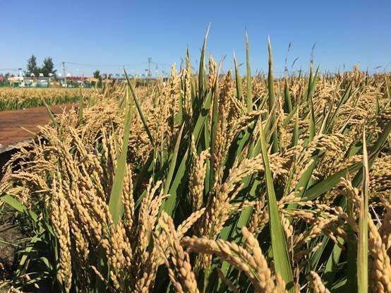 饶河县 无工业污染地区产的大米，真正无污染的河水稻。