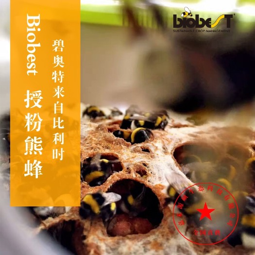 北京熊蜂  丨丨比利时 碧奥特