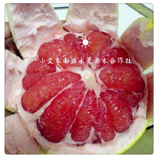 龙州县泰国红宝石柚苗 泰国红宝石青柚苗 正品保证 苗好价优
