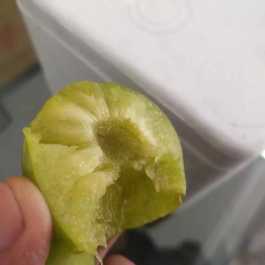 简阳市 镇宁蜂糖李树苗