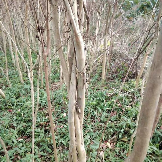 镇宁县 现基地有7万株紫薇树，规格3-6公分大小