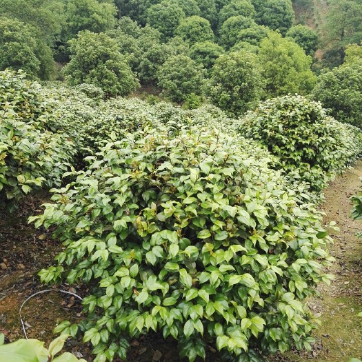 长沙茶花球 100~140cm