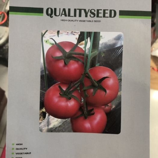 寿光市硬粉番茄种子 秋延和早春，暖棚的选择。